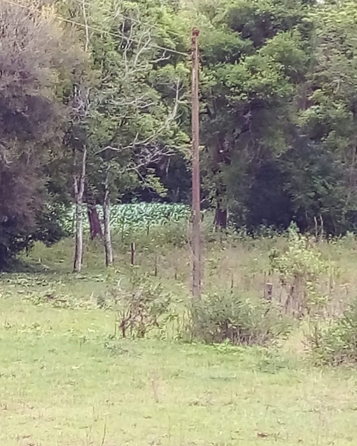 Sítio à Venda - Bela União (KM10)
