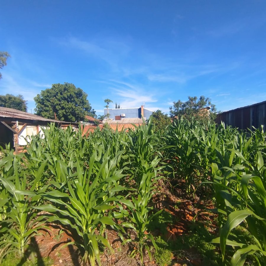 Terreno à Venda - Cruzeiro